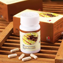 Cordyceps
